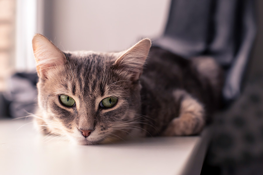 cute cat lying on a windowsill looks at the camera with its green eyes